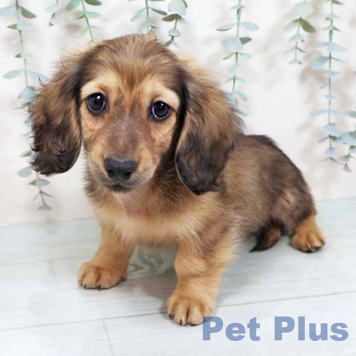 京都府のミニチュアダックスフンド(ロング) (ペットプラス 京都桂川店/2025年11月26日生まれ/男の子/シェーデットイエロー)の子犬の2枚目の画像