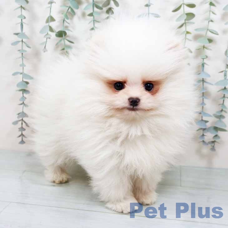 大阪府のポメラニアン (ペットプラス イオン大日店/2025年11月16日生まれ/男の子/クリーム)の子犬の1枚目の画像