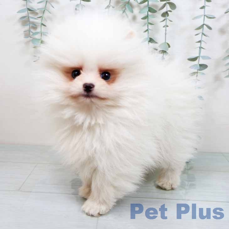 大阪府のポメラニアン (ペットプラス イオン大日店/2025年11月16日生まれ/男の子/クリーム)の子犬の2枚目の画像
