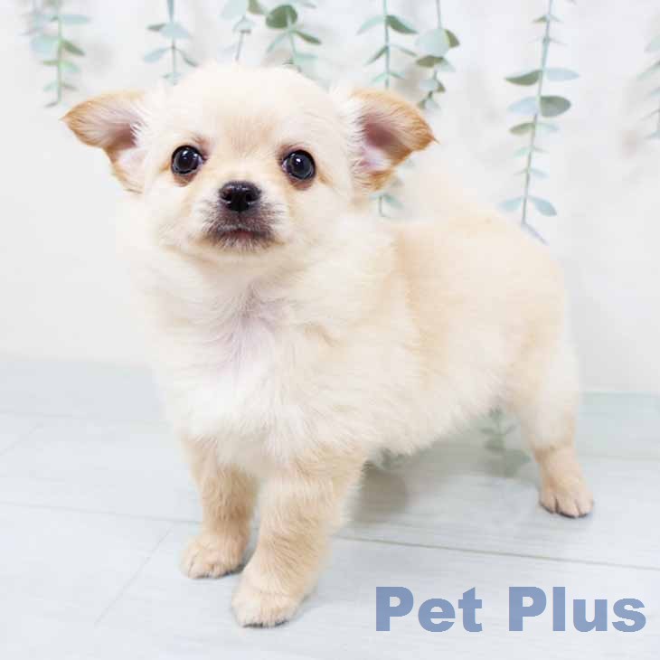奈良県のチワワ(ロング) (ペットプラス 大和郡山店/2025年12月1日生まれ/男の子/クリームホワイト)の子犬の1枚目の画像