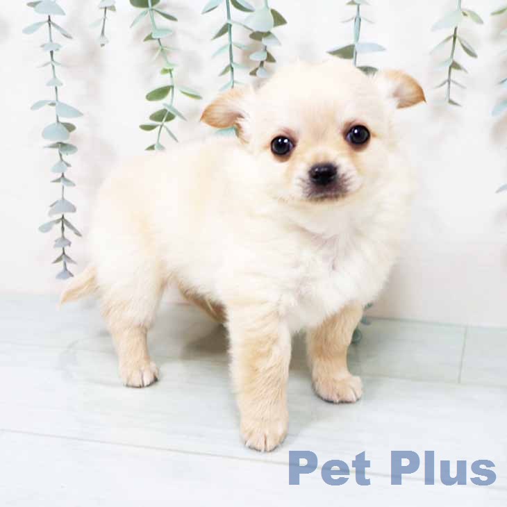 奈良県のチワワ(ロング) (ペットプラス 大和郡山店/2025年12月1日生まれ/男の子/クリームホワイト)の子犬の2枚目の画像