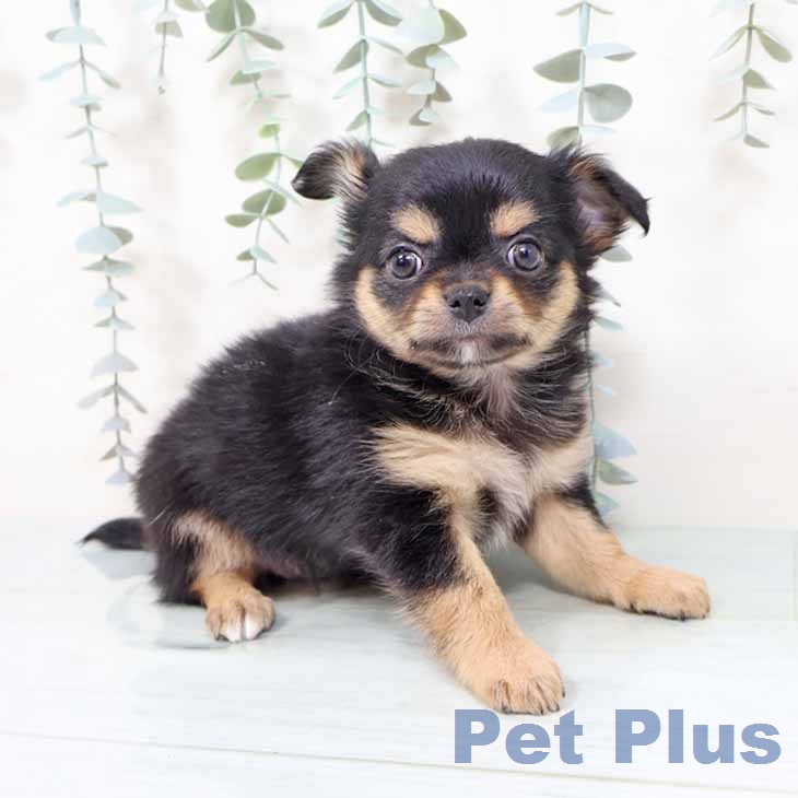 奈良県のチワワ(ロング) (ペットプラス 大和郡山店/2025年12月1日生まれ/女の子/ブラックタン)の子犬の1枚目の画像