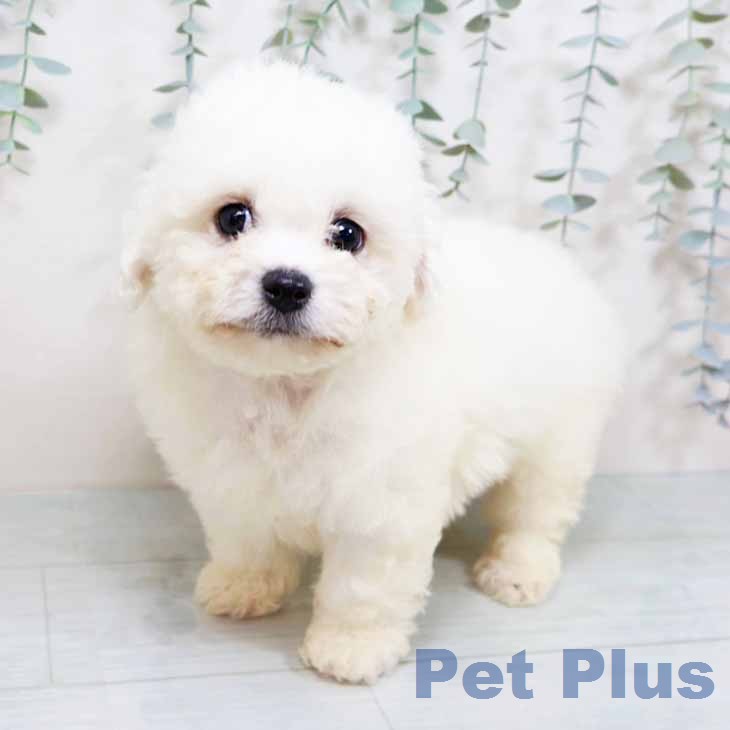 大阪府のビションフリーゼ (ペットプラス イオン大日店/2025年11月30日生まれ/男の子/ホワイト)の子犬の2枚目の画像