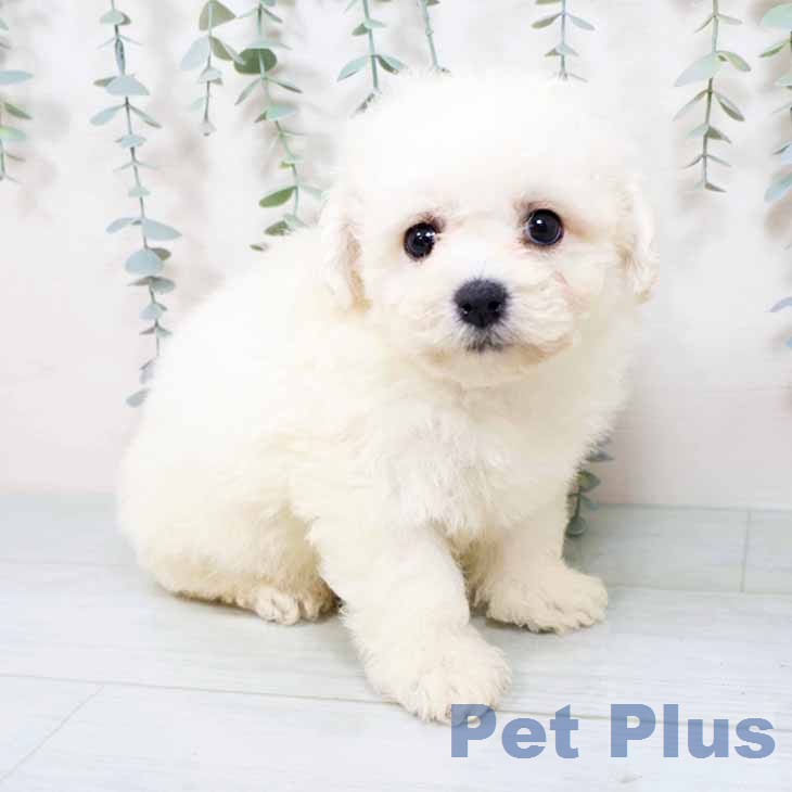 大阪府のビションフリーゼ (ペットプラス ららぽーと和泉店/2025年11月30日生まれ/女の子/ホワイト)の子犬の1枚目の画像