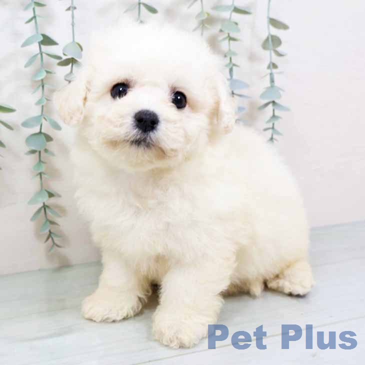 大阪府のビションフリーゼ (ペットプラス ららぽーと和泉店/2025年11月30日生まれ/女の子/ホワイト)の子犬の2枚目の画像