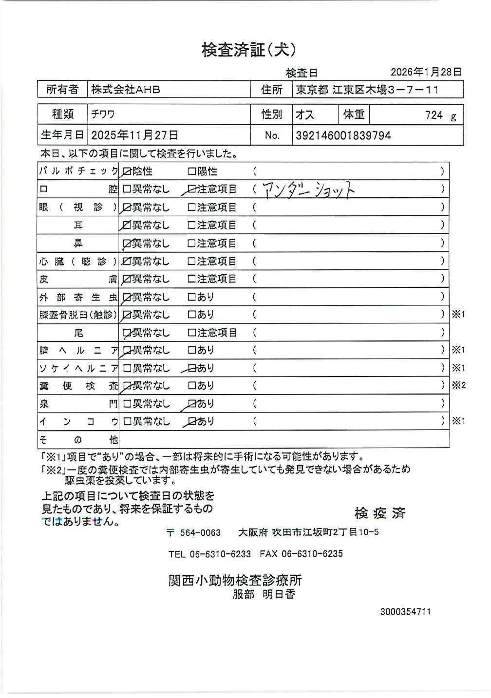 チワワ