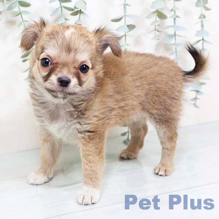 京都府のチワワ(ロング) (ペットプラス イオンモールKYOTO店/2025年11月27日生まれ/女の子/フォーンホワイト)の子犬の2枚目の画像