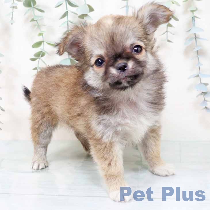 大阪府のチワワ(ロング) (ペットプラス ららぽーと和泉店/2025年11月27日生まれ/女の子/セーブル)の子犬の1枚目の画像