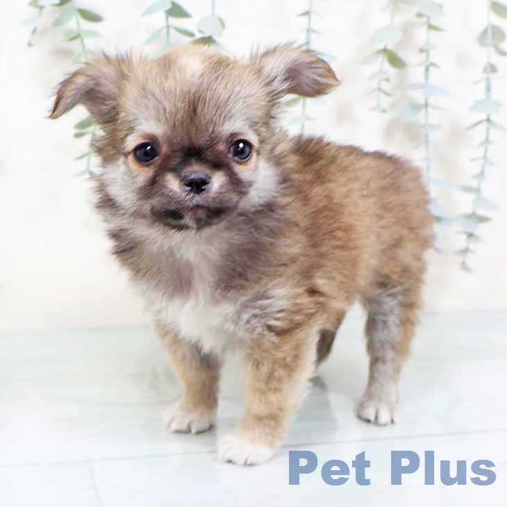 大阪府のチワワ(ロング) (ペットプラス ららぽーと和泉店/2025年11月27日生まれ/女の子/セーブル)の子犬の2枚目の画像