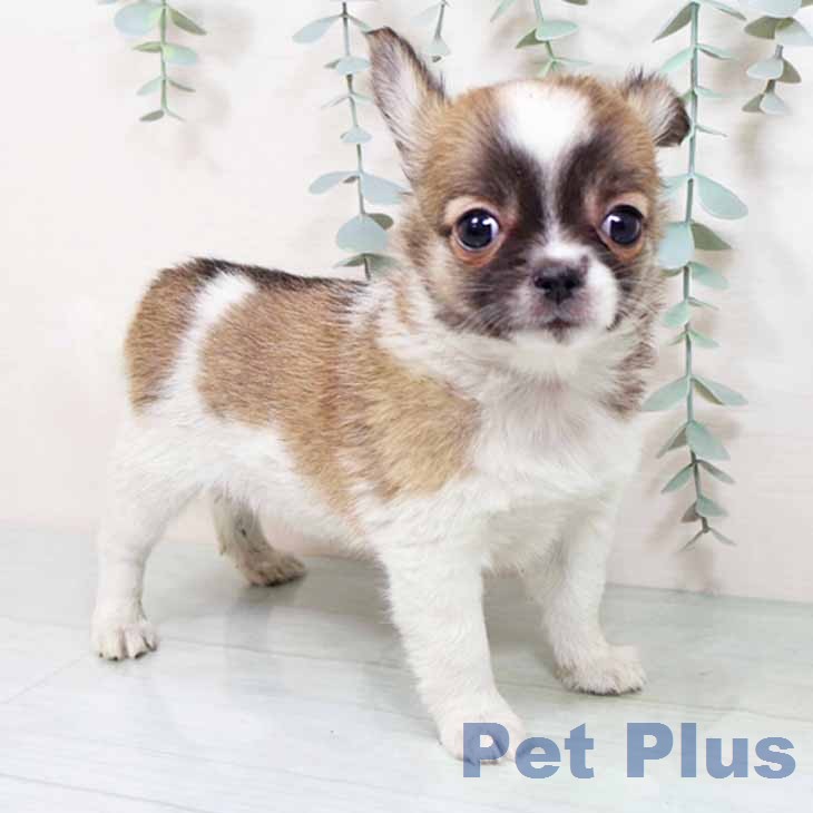 大阪府のチワワ(ロング) (ペットプラス りんくう泉南店/2025年11月20日生まれ/女の子/レッドホワイト)の子犬の1枚目の画像