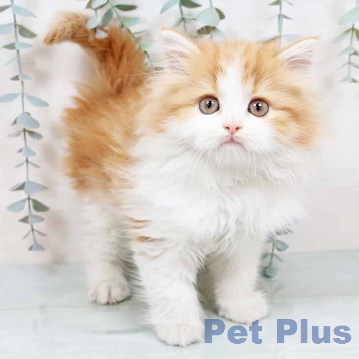 京都府のラガマフィン (ペットプラス 京都桂川店/2025年12月3日生まれ/男の子/レッドタビーホワイト)の子猫の1枚目の画像