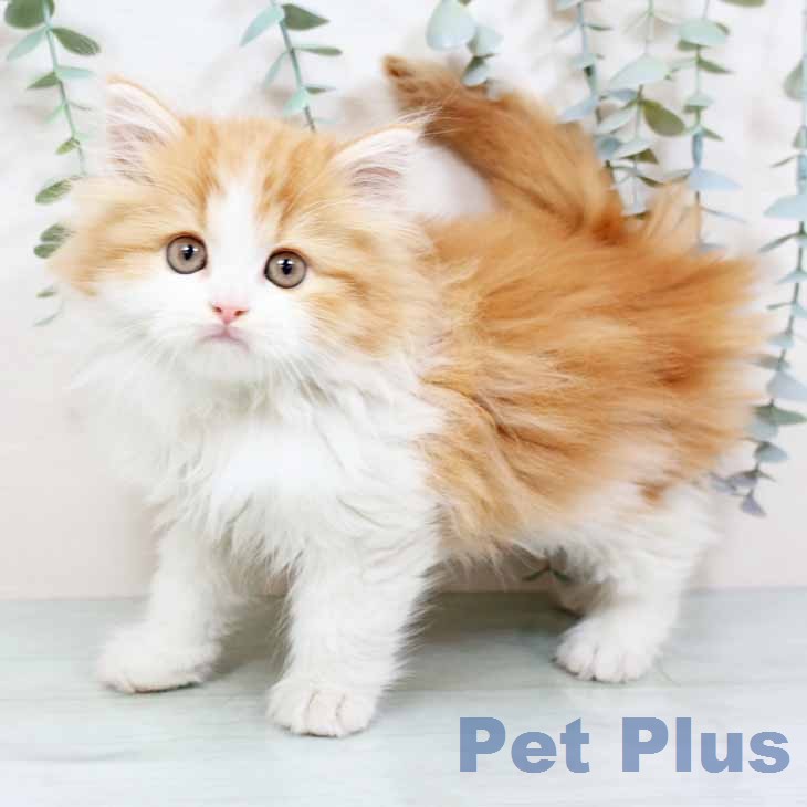 京都府のラガマフィン (ペットプラス 京都桂川店/2025年12月3日生まれ/男の子/レッドタビーホワイト)の子猫の2枚目の画像