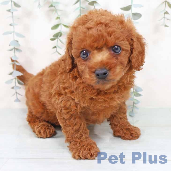 大阪府のトイプードル(トイ) (ペットプラス 堺北花田店/2025年12月3日生まれ/男の子/レッドフォーン)の子犬の1枚目の画像