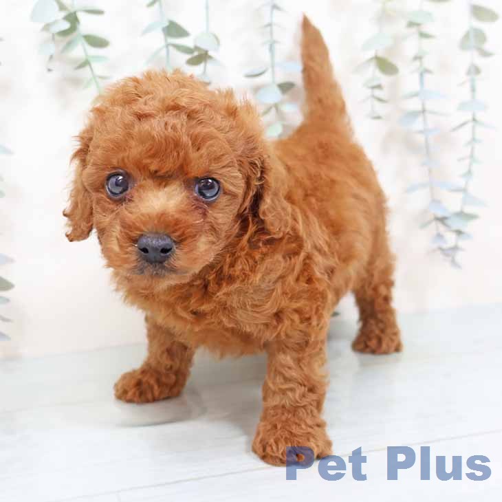 大阪府のトイプードル(トイ) (ペットプラス 堺北花田店/2025年12月3日生まれ/男の子/レッドフォーン)の子犬の2枚目の画像