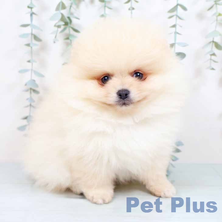 京都府のポメラニアン (ペットプラス 京都桂川店/2025年12月2日生まれ/男の子/クリーム)の子犬