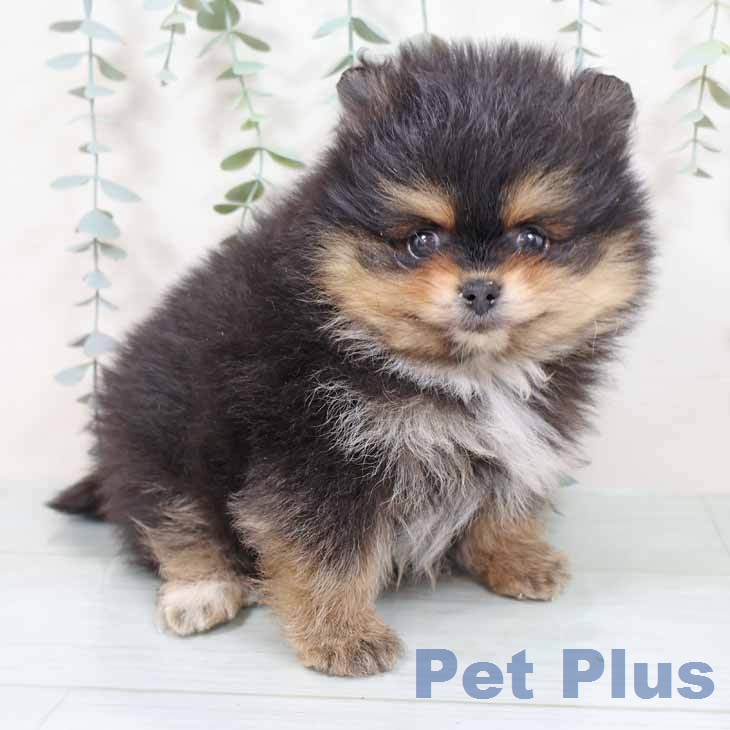大阪府のポメラニアン (ペットプラス イオン大日店/2025年12月2日生まれ/男の子/ブラックタン)の子犬の1枚目の画像