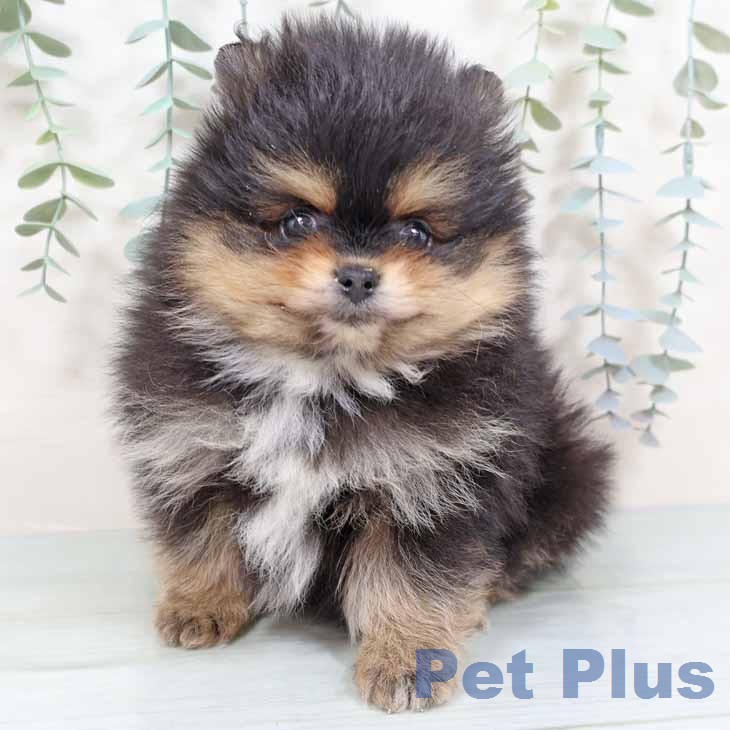 大阪府のポメラニアン (ペットプラス イオン大日店/2025年12月2日生まれ/男の子/ブラックタン)の子犬の2枚目の画像