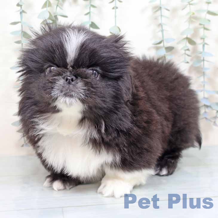 ペキニーズの写真2