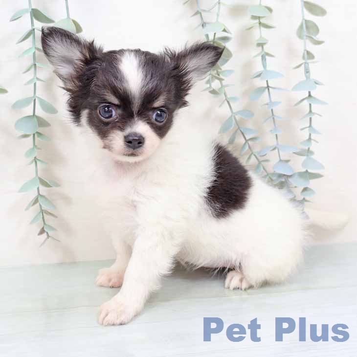 大阪府のチワワ(ロング) (ペットプラス 堺鉄砲町店/2025年12月1日生まれ/女の子/ホワイトブラックタン)の子犬の2枚目の画像