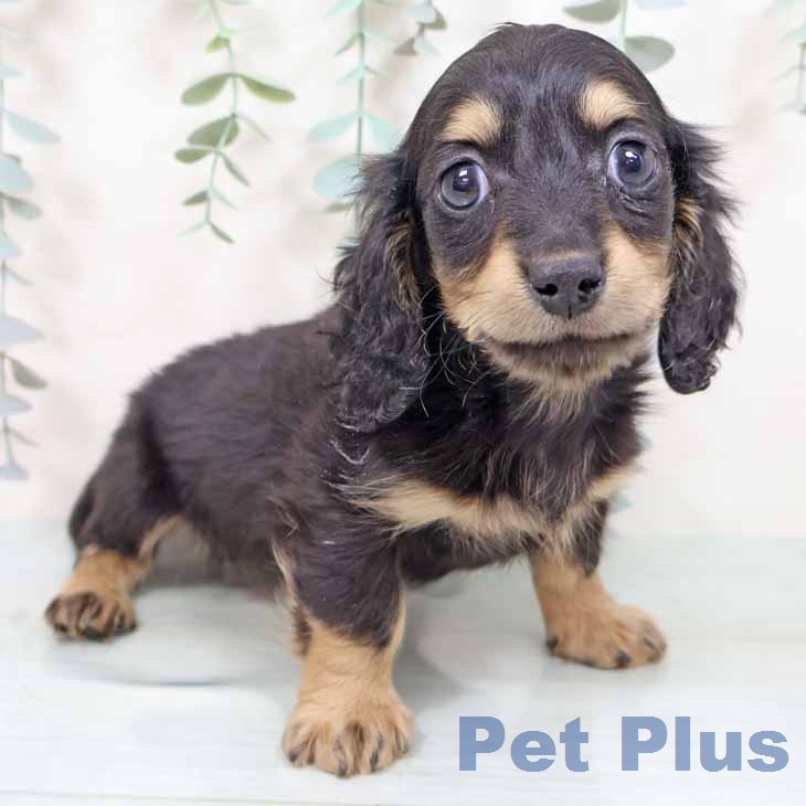 京都府のミニチュアダックスフンド(ロング) (ペットプラス 京都桂川店/2025年12月1日生まれ/男の子/ブラックタン)の子犬