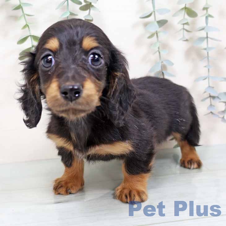 大阪府のミニチュアダックスフンド(ロング) (ペットプラス イオン大日店/2025年12月1日生まれ/男の子/ブラックタン)の子犬の1枚目の画像