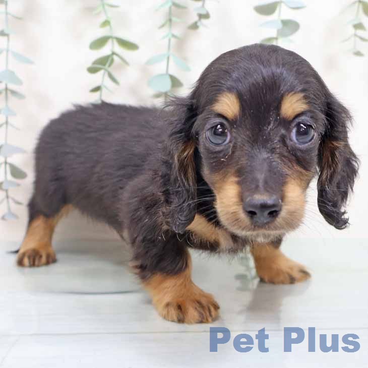 大阪府のミニチュアダックスフンド(ロング) (ペットプラス イオン大日店/2025年12月1日生まれ/男の子/ブラックタン)の子犬の2枚目の画像