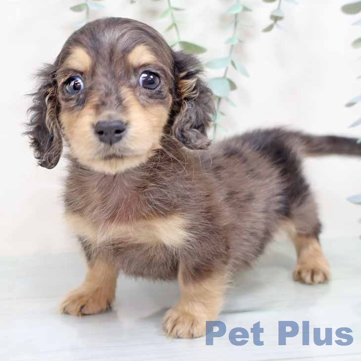 大阪府のミニチュアダックスフンド(ロング) (ペットプラス りんくう泉南店/2025年12月1日生まれ/男の子/シルバーダップル)の子犬の1枚目の画像