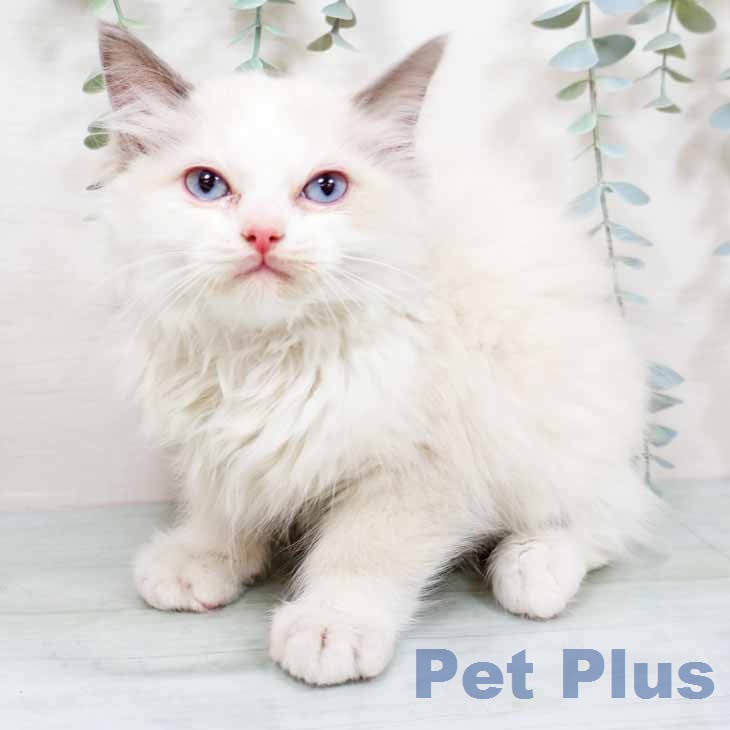 大阪府のラグドール (ペットプラス りんくう泉南店/2025年11月29日生まれ/男の子/シールポイントバイカラー)の子猫の2枚目の画像