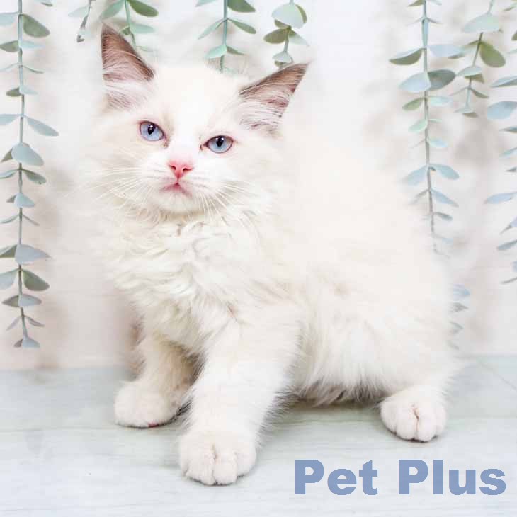 京都府のラグドール (ペットプラス イオンモールKYOTO店/2025年11月29日生まれ/女の子/シールポイントバイカラー)の子猫の2枚目の画像