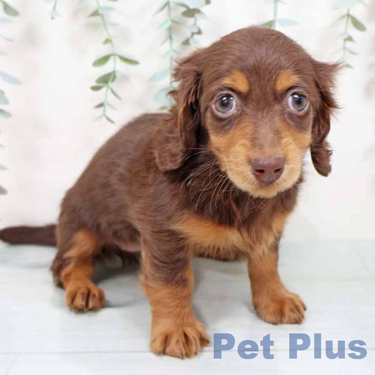 兵庫県のミニチュアダックスフンド(ロング) (ペットプラス 神戸三宮店/2025年12月3日生まれ/女の子/チョコレートタン)の子犬の1枚目の画像