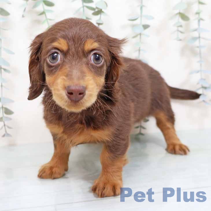 兵庫県のミニチュアダックスフンド(ロング) (ペットプラス 神戸三宮店/2025年12月3日生まれ/女の子/チョコレートタン)の子犬の2枚目の画像