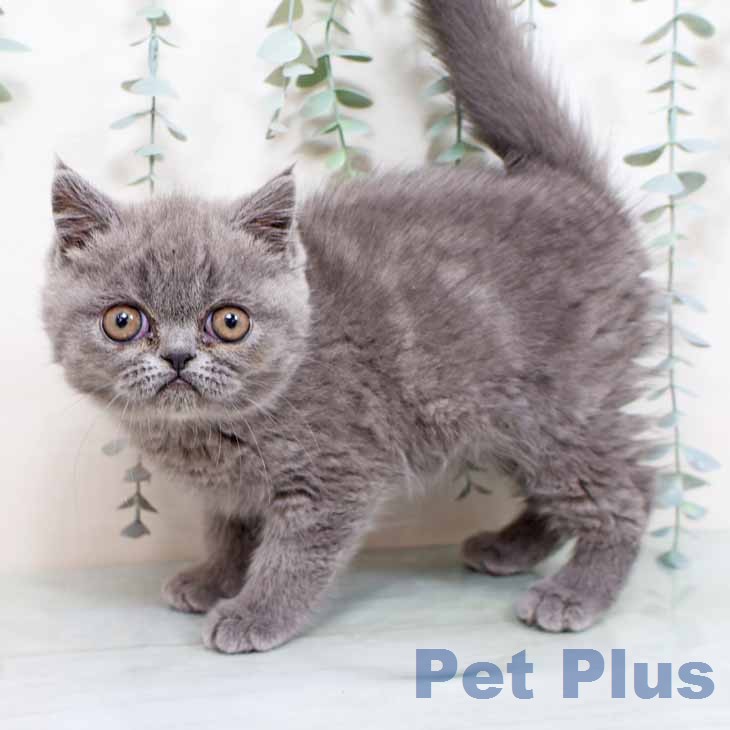 大阪府のエキゾチックショートヘアー (ペットプラス イオン大日店/2025年11月22日生まれ/女の子/ブルータビー)の子猫の2枚目の画像