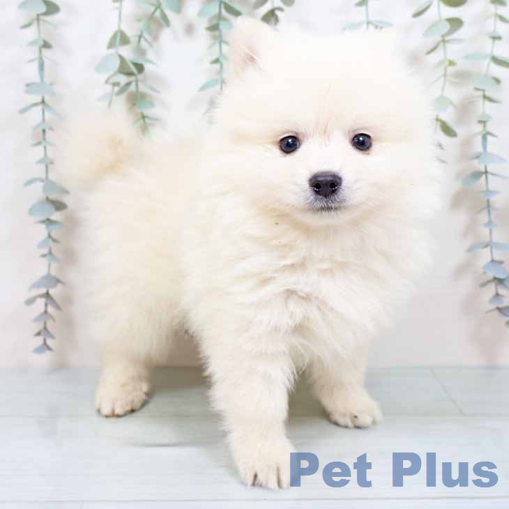 奈良県のポメラニアン (ペットプラス 大和郡山店/2025年12月1日生まれ/男の子/クリーム)の子犬の1枚目の画像