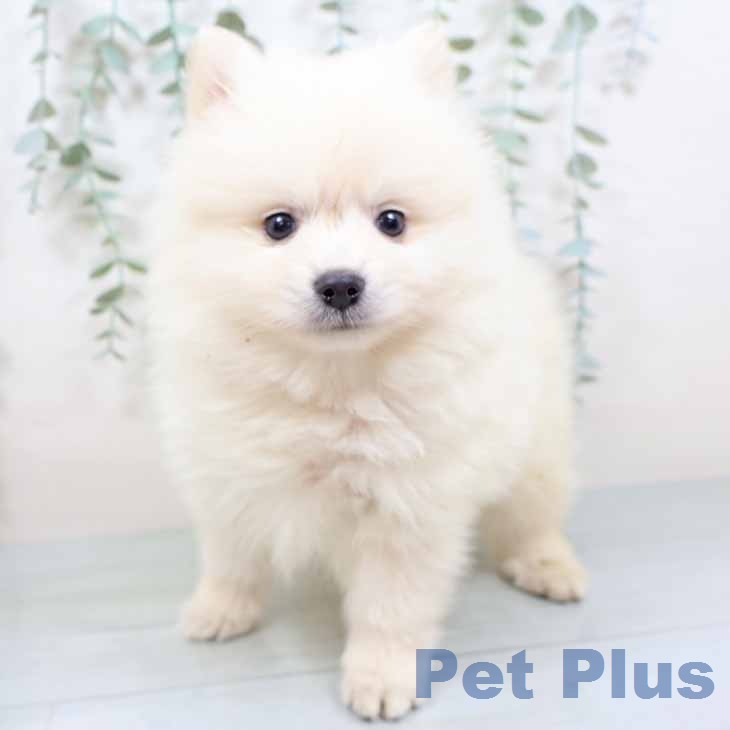 奈良県のポメラニアン (ペットプラス 大和郡山店/2025年12月1日生まれ/男の子/クリーム)の子犬の2枚目の画像