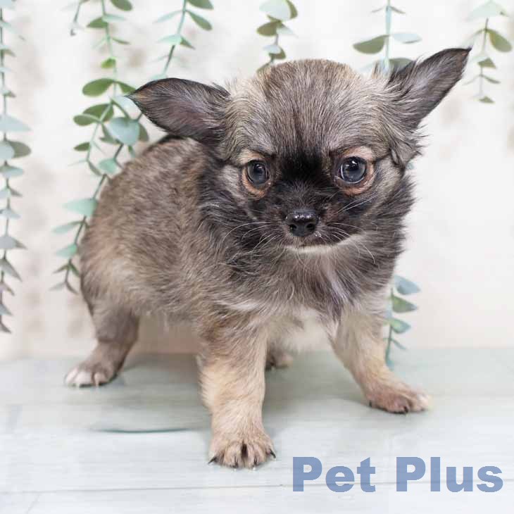 兵庫県のチワワ(ロング) (ペットプラス 神戸三宮店/2025年12月2日生まれ/女の子/セーブル)の子犬の1枚目の画像