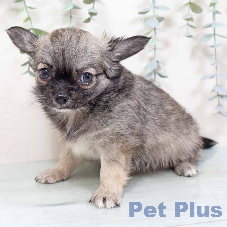 兵庫県のチワワ(ロング) (ペットプラス 神戸三宮店/2025年12月2日生まれ/女の子/セーブル)の子犬の2枚目の画像