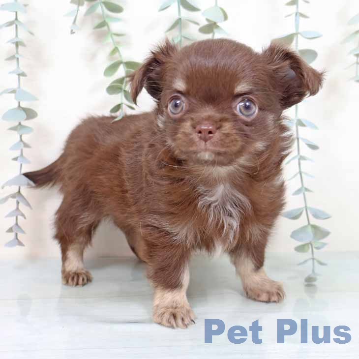 大阪府のチワワ(ロング) (ペットプラス りんくう泉南店/2025年12月2日生まれ/女の子/チョコレートタン)の子犬の2枚目の画像