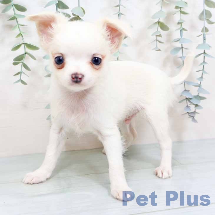 新潟県のチワワ(ロング) (ペットプラス 新潟青山店/2025年12月2日生まれ/男の子/クリームホワイト)の子犬の1枚目の画像