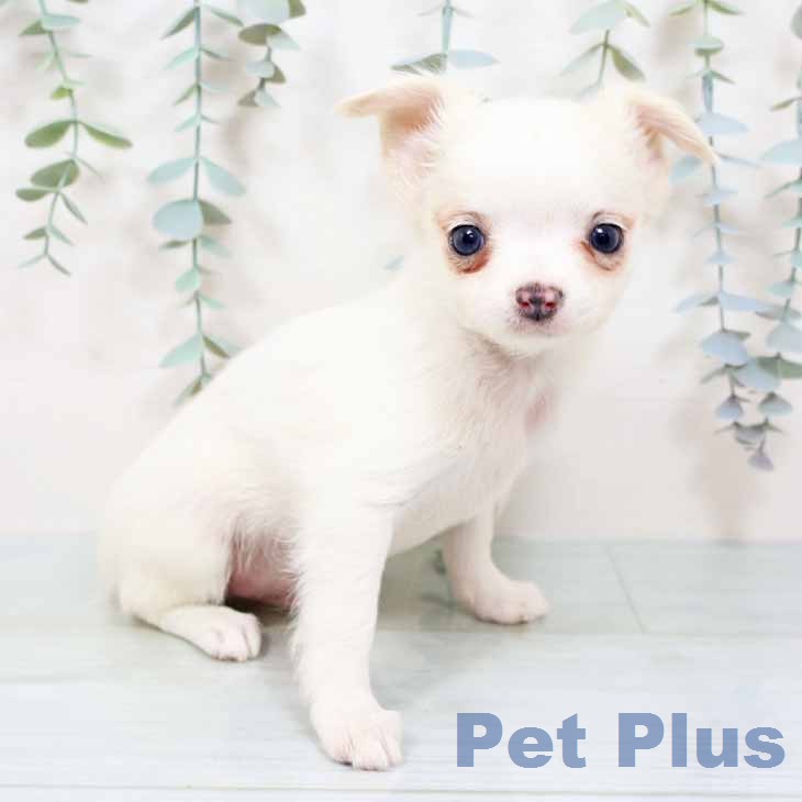 新潟県のチワワ(ロング) (ペットプラス 新潟青山店/2025年12月2日生まれ/男の子/クリームホワイト)の子犬の2枚目の画像