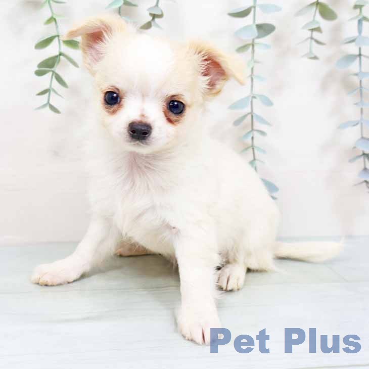 大阪府のチワワ(ロング) (ペットプラス 四條畷店/2025年12月2日生まれ/女の子/クリームホワイト)の子犬の1枚目の画像