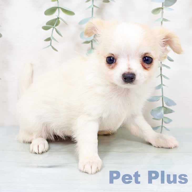大阪府のチワワ(ロング) (ペットプラス 四條畷店/2025年12月2日生まれ/女の子/クリームホワイト)の子犬の2枚目の画像