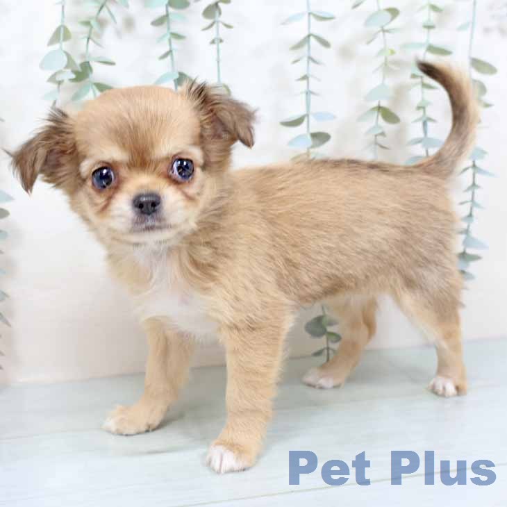 大阪府のチワワ(ロング) (ペットプラス りんくう泉南店/2025年12月4日生まれ/女の子/レッドホワイト)の子犬の2枚目の画像