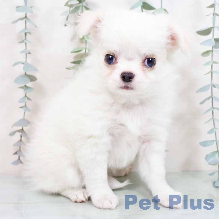 大阪府のチワワ(ロング) (ペットプラス 鶴見店/2025年12月4日生まれ/女の子/ホワイトクリーム)の子犬の1枚目の画像