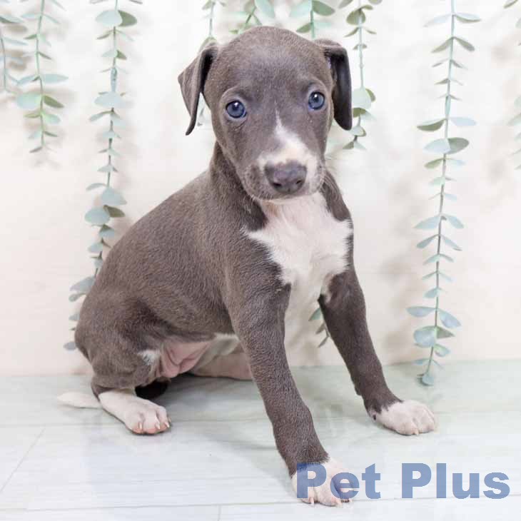 イタリアン・グレーハウンド