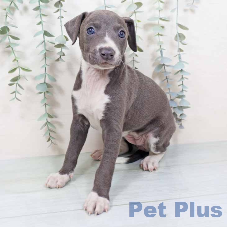 奈良県のイタリアングレーハウンド (ペットプラス 大和郡山店/2025年11月25日生まれ/女の子/ブルーホワイト)の子犬の2枚目の画像