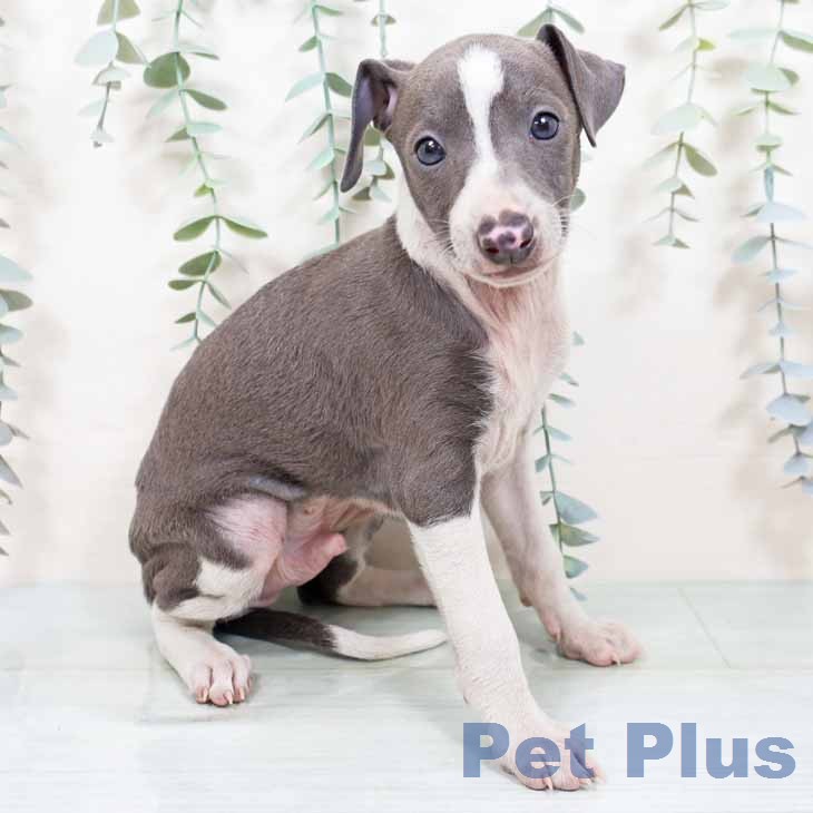 イタリアン・グレーハウンド