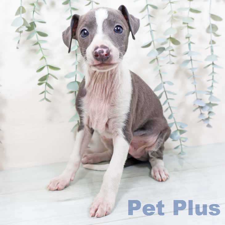 イタリアン・グレーハウンドの写真2