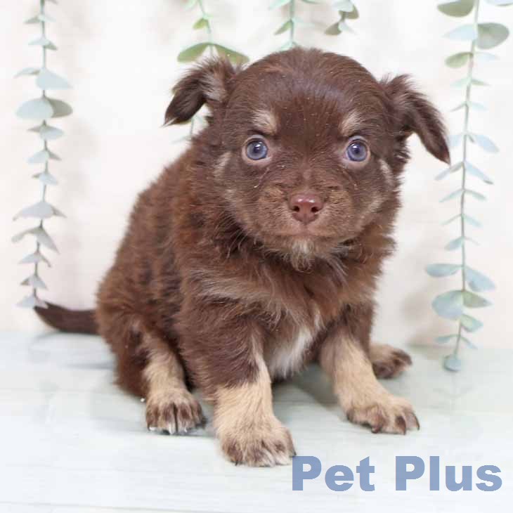 奈良県のチワワ(ロング) (ペットプラス 大和郡山店/2025年12月3日生まれ/男の子/チョコレートタン)の子犬の1枚目の画像