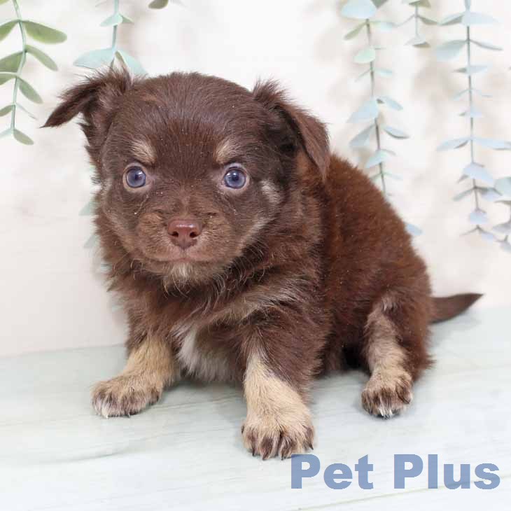 奈良県のチワワ(ロング) (ペットプラス 大和郡山店/2025年12月3日生まれ/男の子/チョコレートタン)の子犬の2枚目の画像