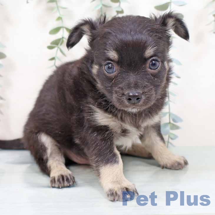 京都府のチワワ(ロング) (ペットプラス 久御山店/2025年12月3日生まれ/男の子/ブラッククリーム)の子犬